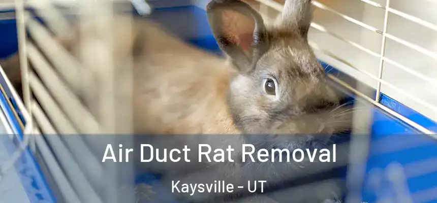  Air Duct Rat Removal Kaysville - UT